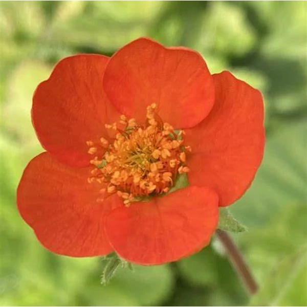 Geum coccineum 'Tosai' – Gyömbérgyökér