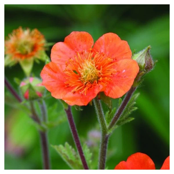 Geum coccineum 'Tosai' – Gyömbérgyökér