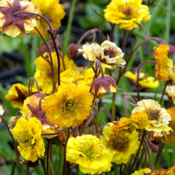 Geum 'Golden Joy' – Gyömbérgyökér
