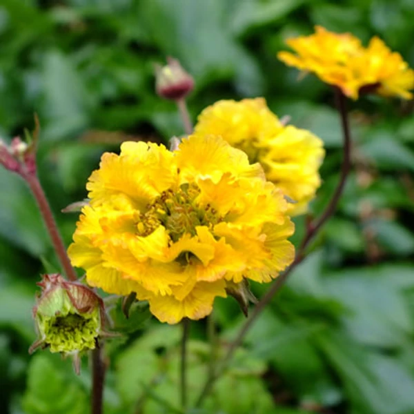 Geum 'Golden Joy' – Gyömbérgyökér