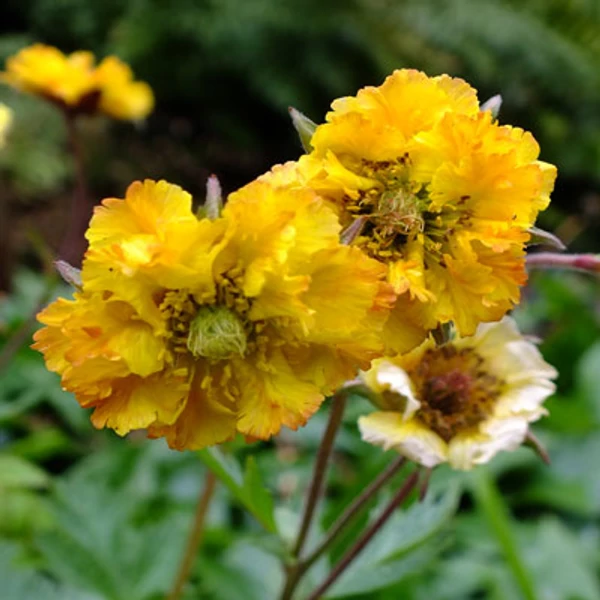 Geum 'Golden Joy' – Gyömbérgyökér