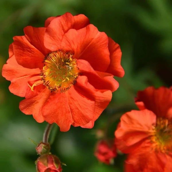Geum 'Grande Rosso' – Gyömbérgyökér