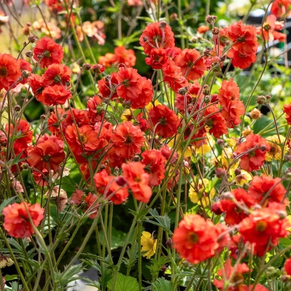 Geum 'Grande Rosso' – Gyömbérgyökér