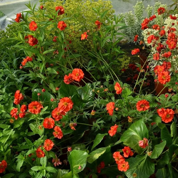 Geum 'Grande Rosso' – Gyömbérgyökér