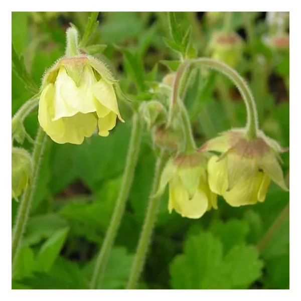 Geum 'Lemon Drops' - Gyömbérgyökér