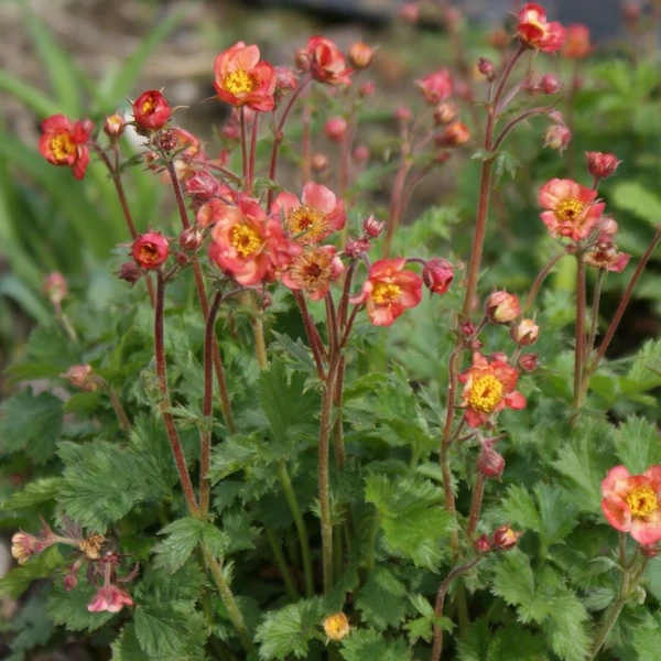 Geum 'Mango Lassi' - Gyömbérgyökér