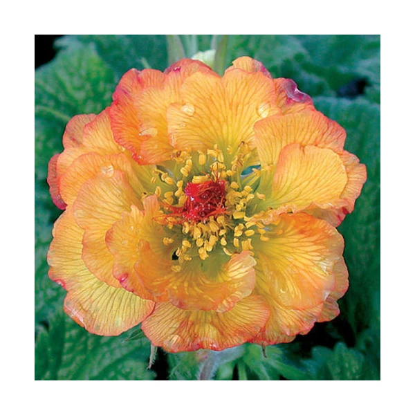Geum 'Mango Lassi' - Gyömbérgyökér