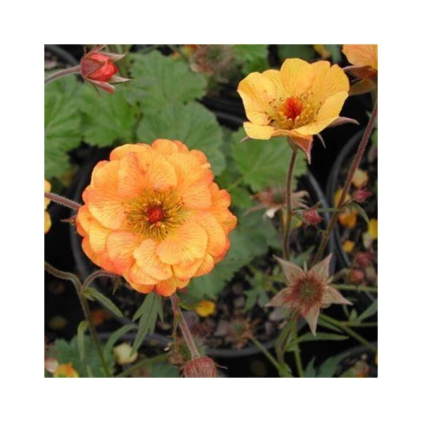 Geum 'Mango Lassi' - Gyömbérgyökér