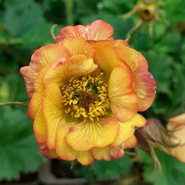 Geum 'Nonna' – Gyömbérgyökér