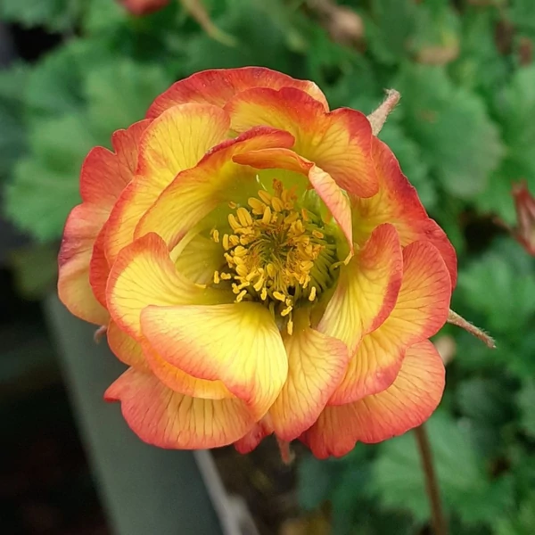 Geum 'Nonna' – Gyömbérgyökér