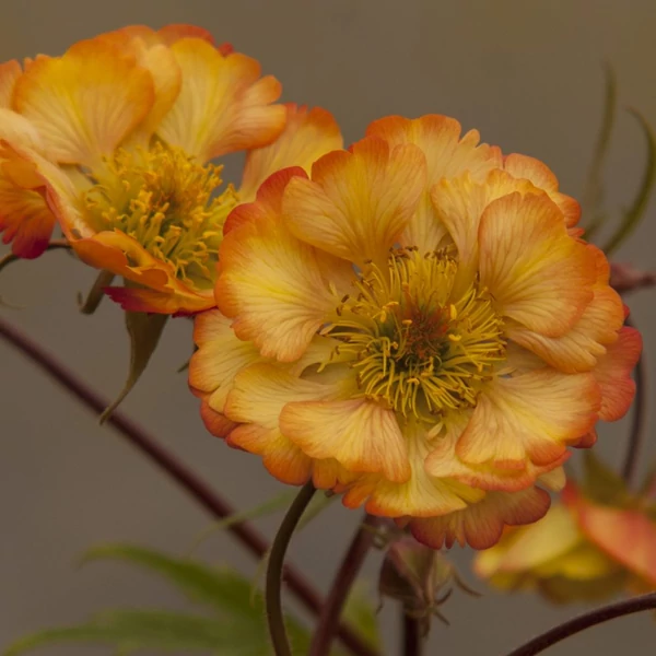 Geum 'Nonna' – Gyömbérgyökér