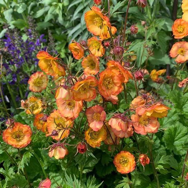 Geum 'Nonna' – Gyömbérgyökér