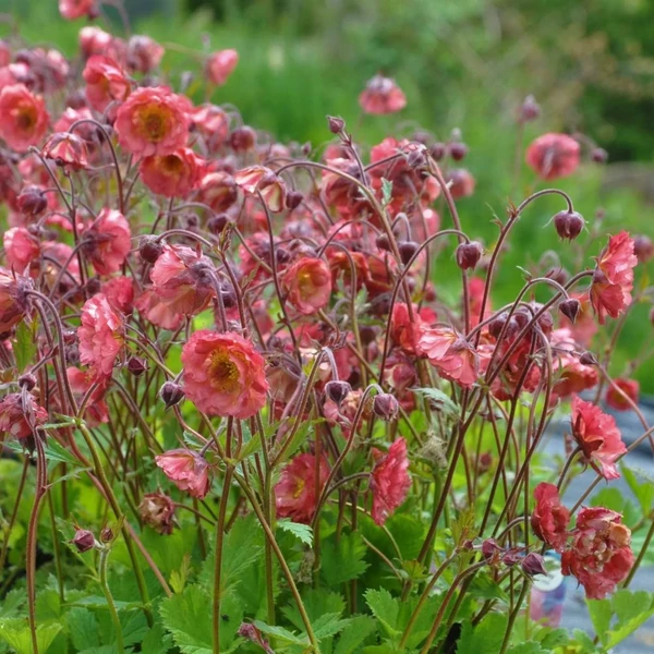Geum 'Pink Petticoats' – Gyömbérgyökér