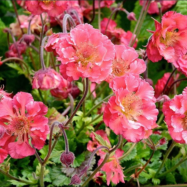 Geum 'Pink Petticoats' – Gyömbérgyökér