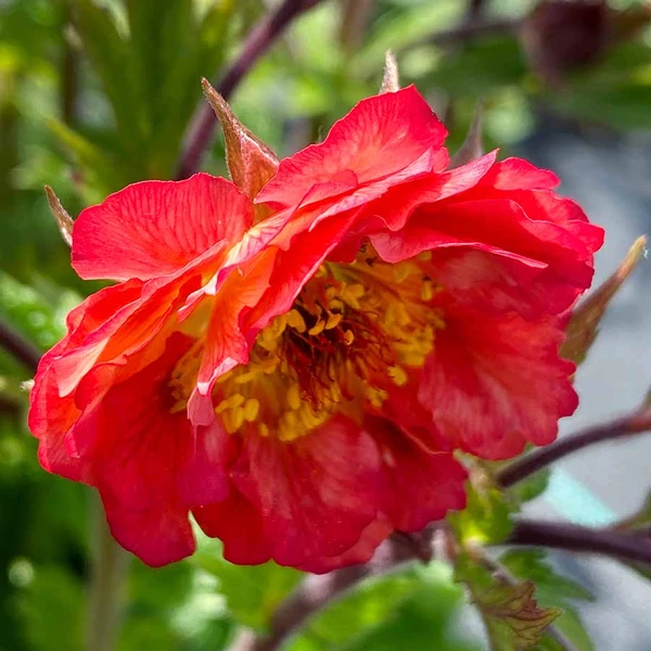 Geum 'Tempo Coral' – Gyömbérgyökér