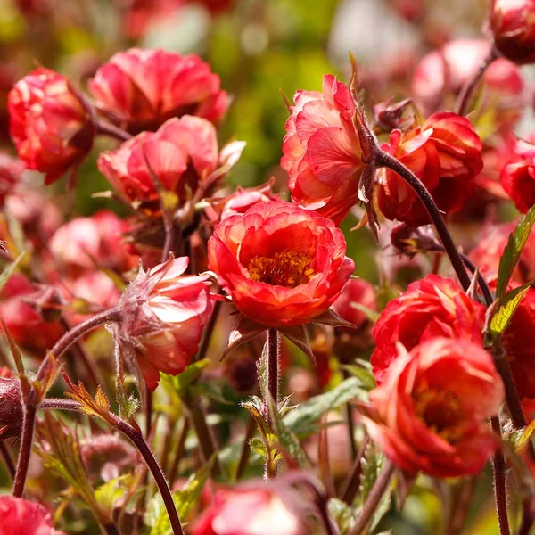 Geum 'Tempo Coral' – Gyömbérgyökér