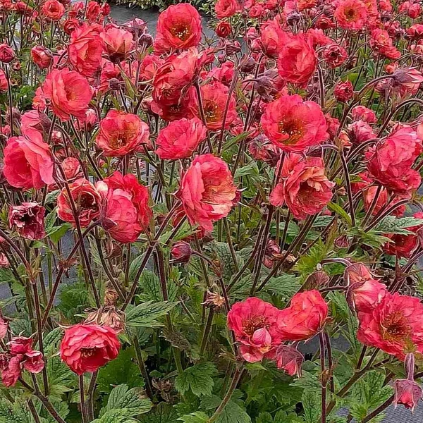 Geum 'Tempo Coral' – Gyömbérgyökér