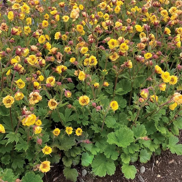 Geum 'Tempo Yellow' – Gyömbérgyökér