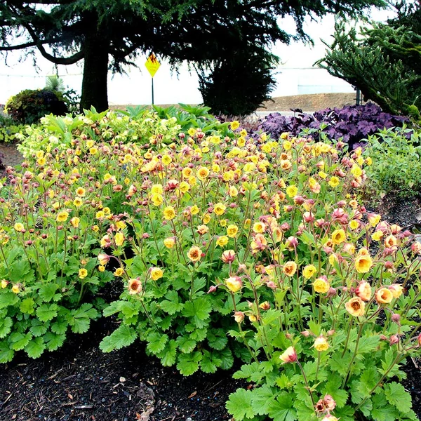 Geum 'Tempo Yellow' – Gyömbérgyökér