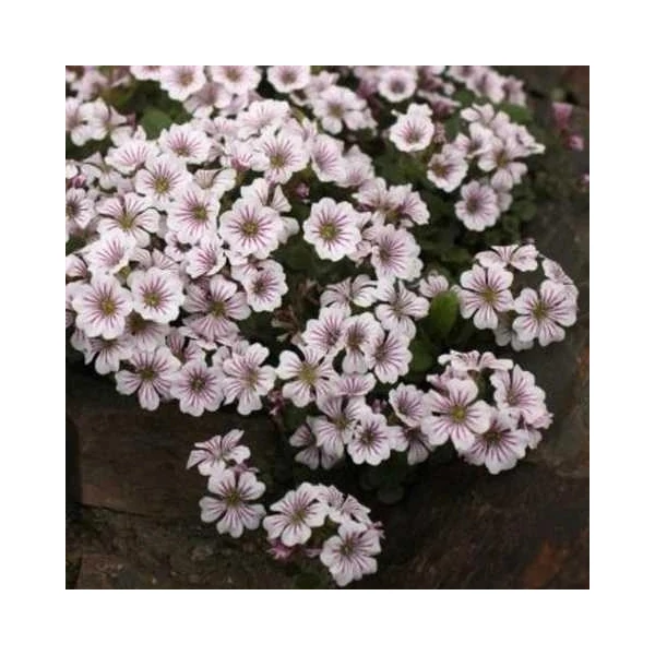 Gypsophila cerastioides 'Pixi Splash' – Fátyolvirág