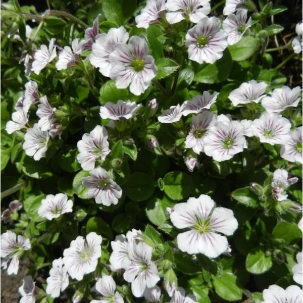 Gypsophila cerastioides 'Pixi Splash' – Fátyolvirág