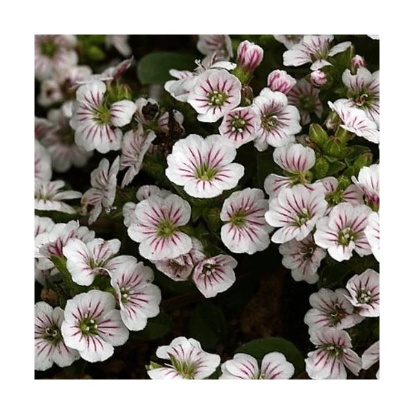 Gypsophila cerastioides 'Pixi Splash' – Fátyolvirág