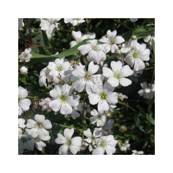 Gypsophila repens 'Filou White' – Havasi fátyolvirág