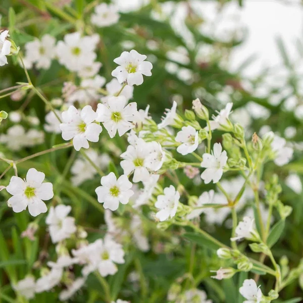 Gypsophila repens 'Filou White' – Havasi fátyolvirág
