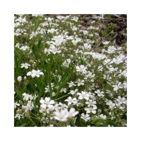 Gypsophila repens 'Filou White' – Havasi fátyolvirág