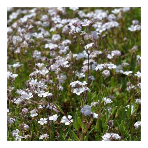 Gypsophila repens 'Filou White' – Havasi fátyolvirág
