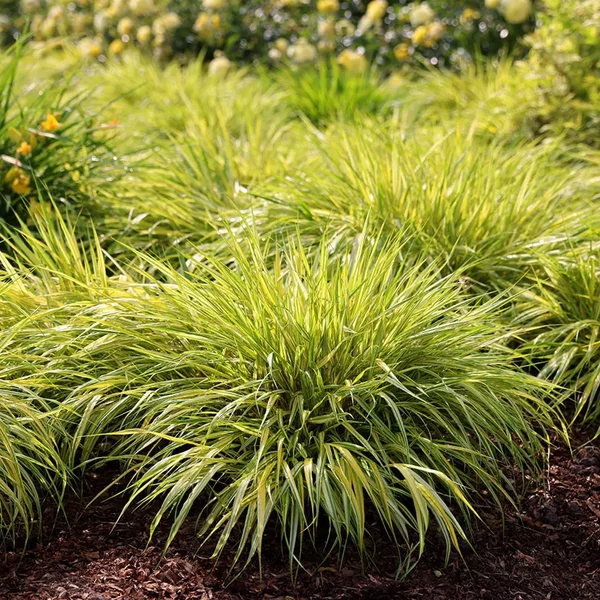 Hakonechloa macra 'Aureola' – Szálkafű