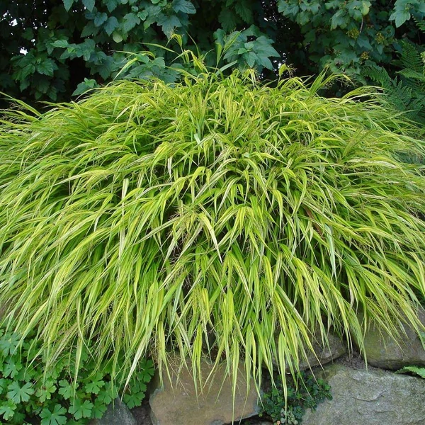 Hakonechloa macra 'Aureola' – Szálkafű