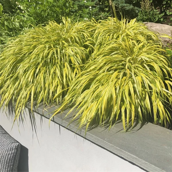 Hakonechloa macra 'Aureola' – Szálkafű