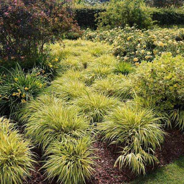 Hakonechloa macra 'Aureola' – Szálkafű