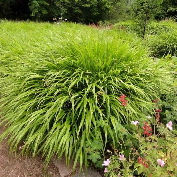 Hakonechloa macra – Szálkafű