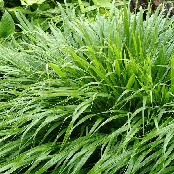 Hakonechloa macra – Szálkafű