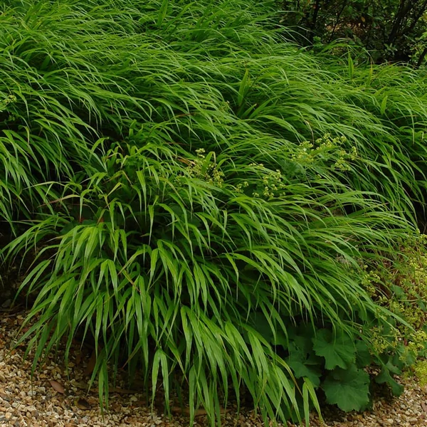 Hakonechloa macra – Szálkafű