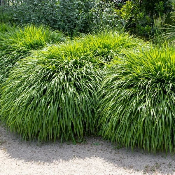 Hakonechloa macra – Szálkafű