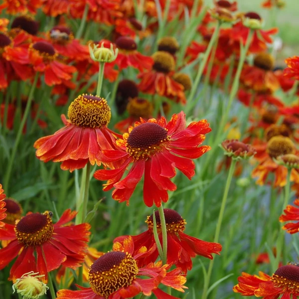 Helenium 'Moerheim Beauty' – Őszi napfényvirág
