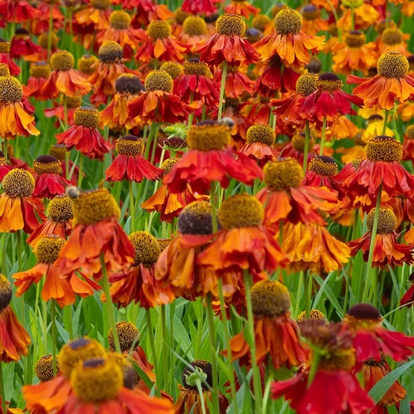 Helenium 'Moerheim Beauty' – Őszi napfényvirág