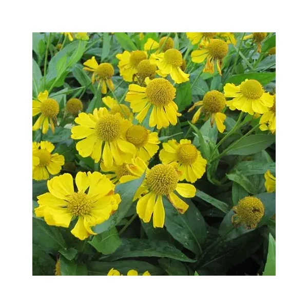 Helenium 'Tijuana Brass' – Őszi napfényvirág