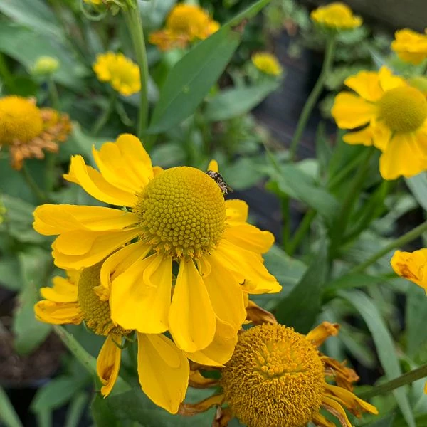 Helenium 'Tijuana Brass' – Őszi napfényvirág