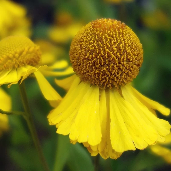 Helenium 'Tijuana Brass' – Őszi napfényvirág