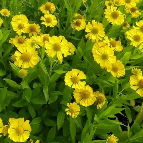 Helenium 'Tijuana Brass' – Őszi napfényvirág