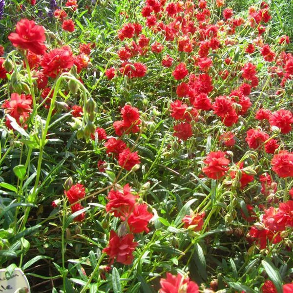 Helianthemum 'Amabile Plenum' ('Rubin') - Napvirág