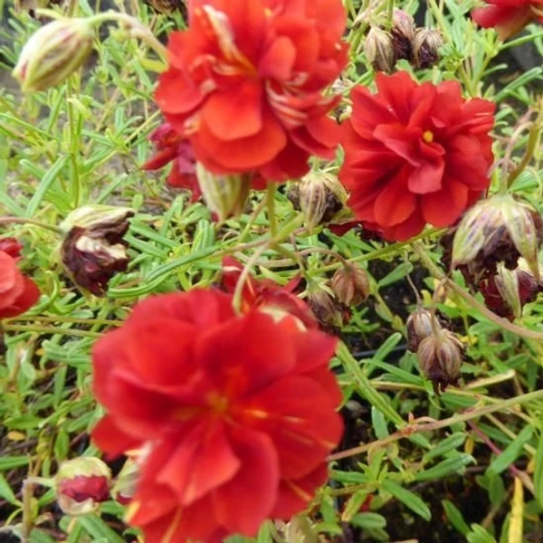 Helianthemum 'Amabile Plenum' ('Rubin') - Napvirág