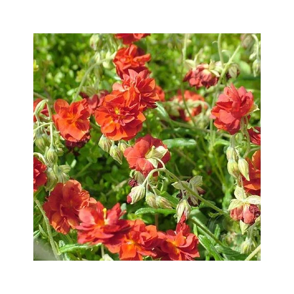 Helianthemum 'Amabile Plenum' ('Rubin') - Napvirág