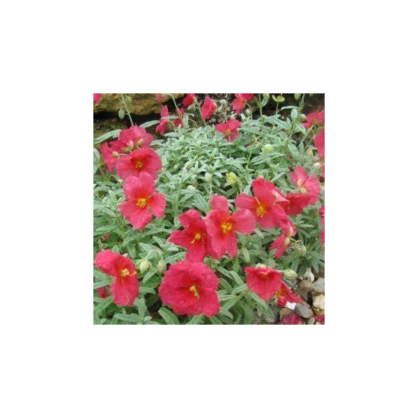 Helianthemum 'Beach Park Red' - Napvirág