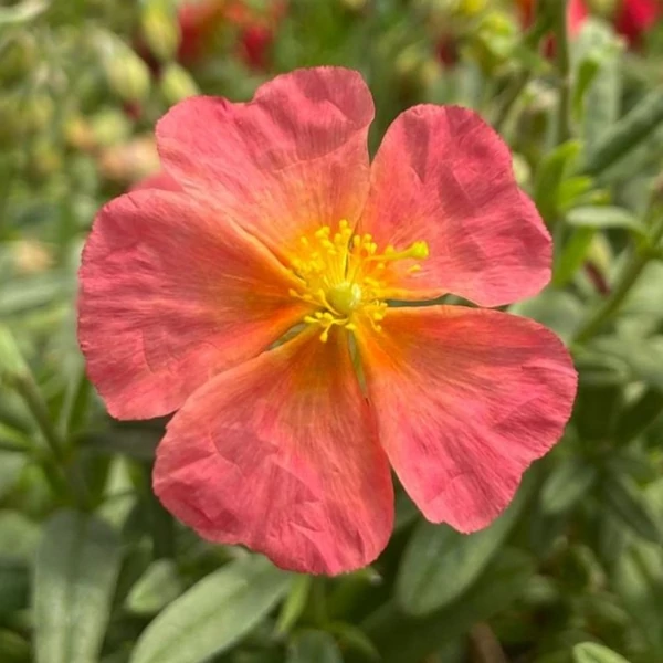 Helianthemum 'Beach Park Red' - Napvirág