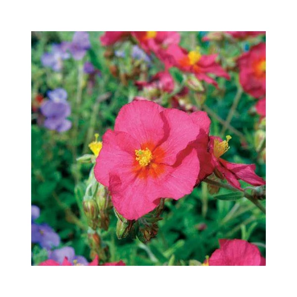 Helianthemum 'Ben Hope' - Napvirág